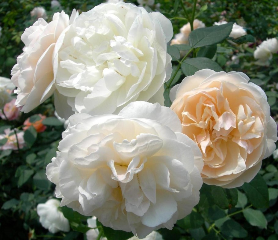 Роза китайская Энжел Вингс