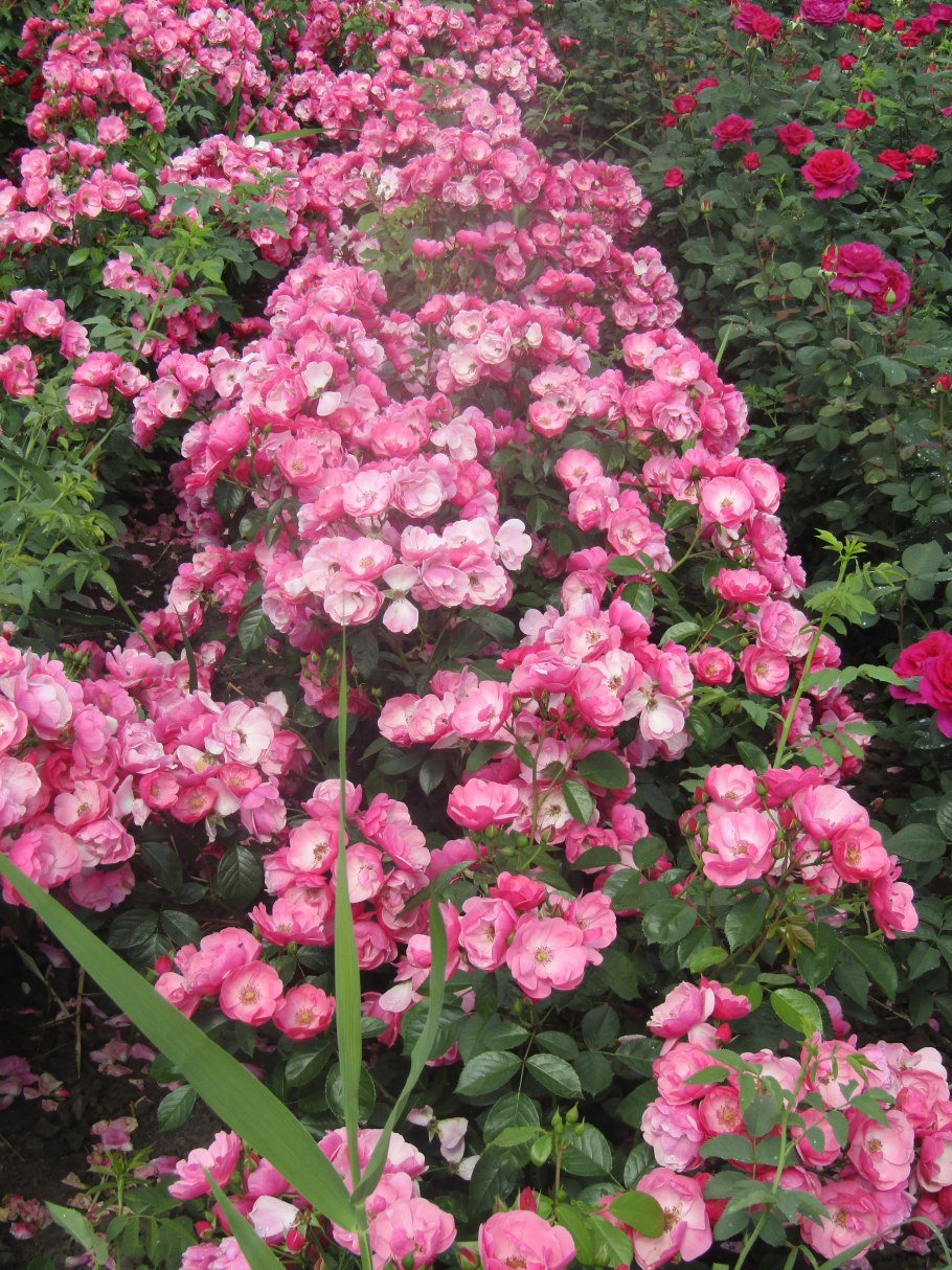 Роза флорибунда Angela