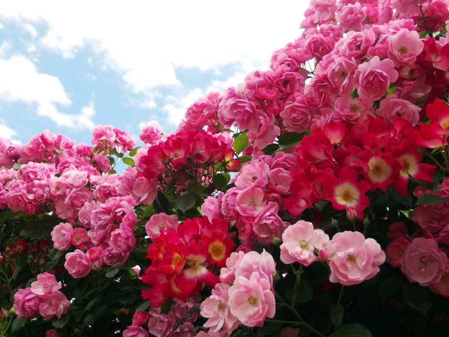 Таинственная роза