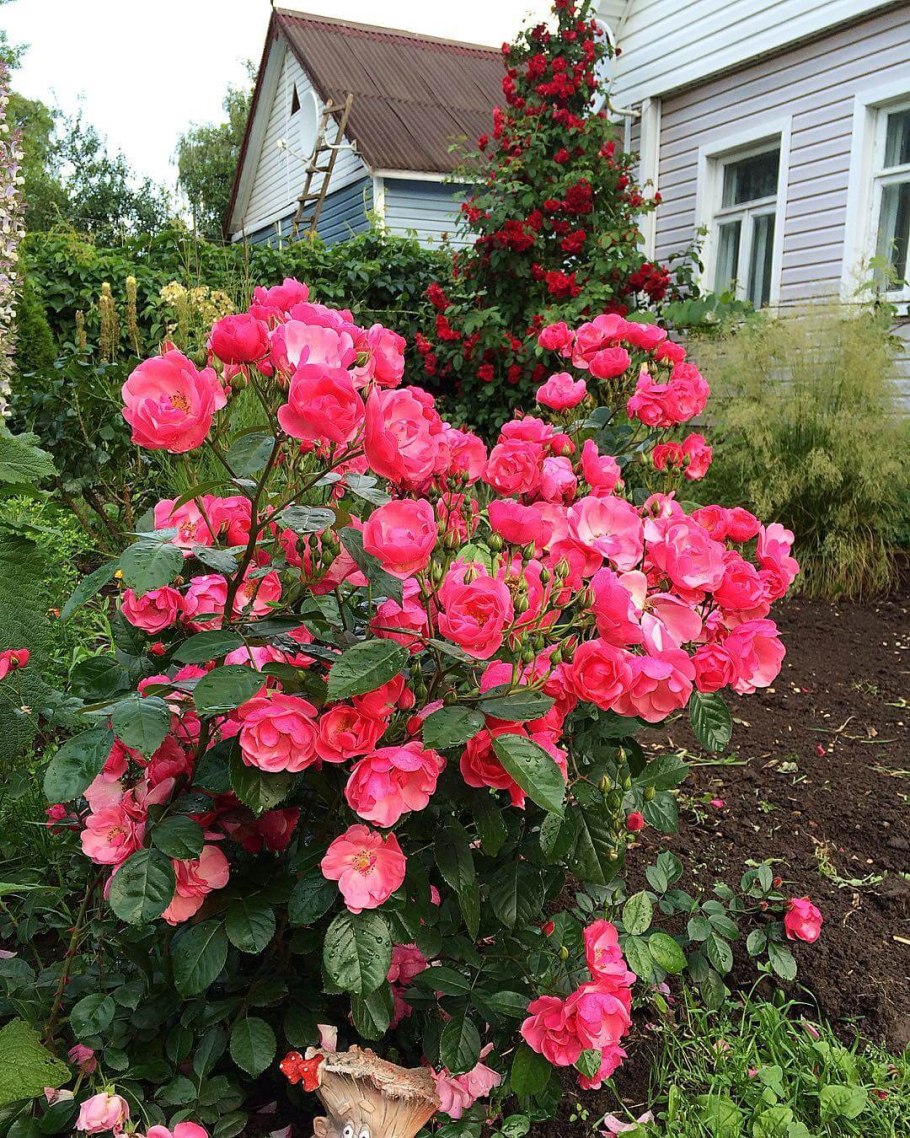 Роза Личфилд Энджел фото и описание отзывы