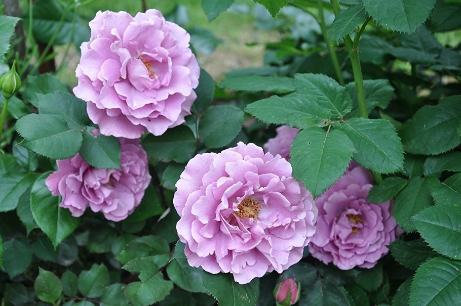 Флорибунда Angela