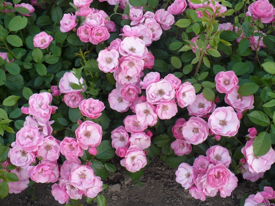 Роза Личфилд Энджел