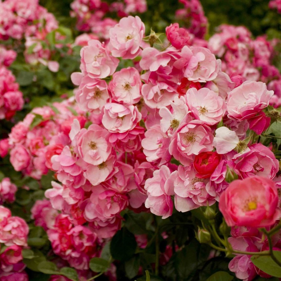 Флорибунда Анжела