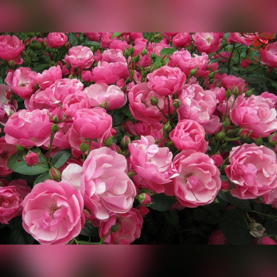 Анжела Angela роза