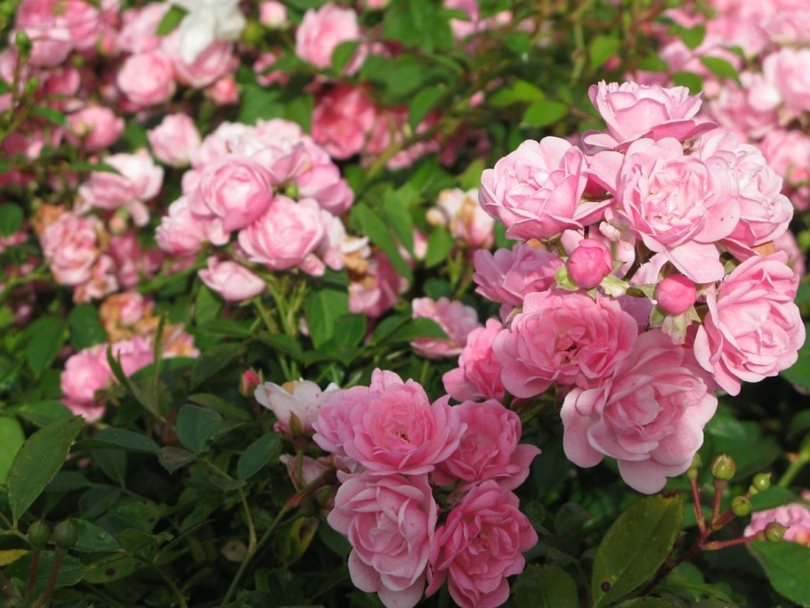 Роза Анхель