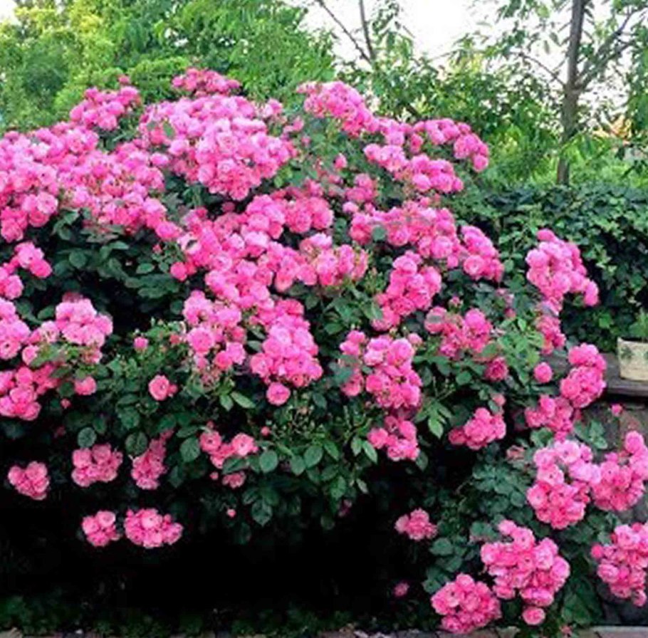 Роза флорибунда Angela