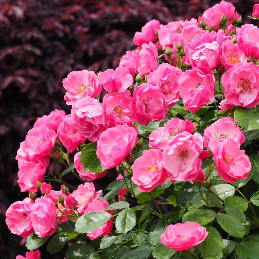 Роза флорибунда Анжела( ангела, Angela)