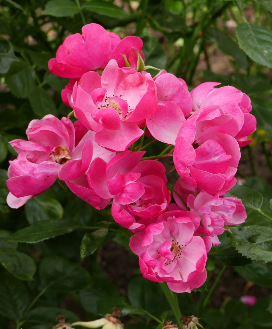 Роза творения