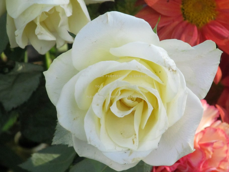 Флорибунда Анжела