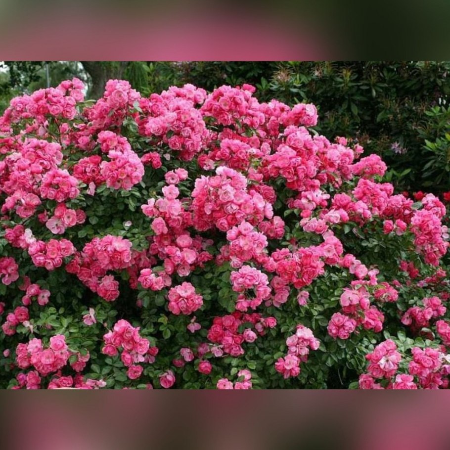 Цветел ли роза ангела в первый год