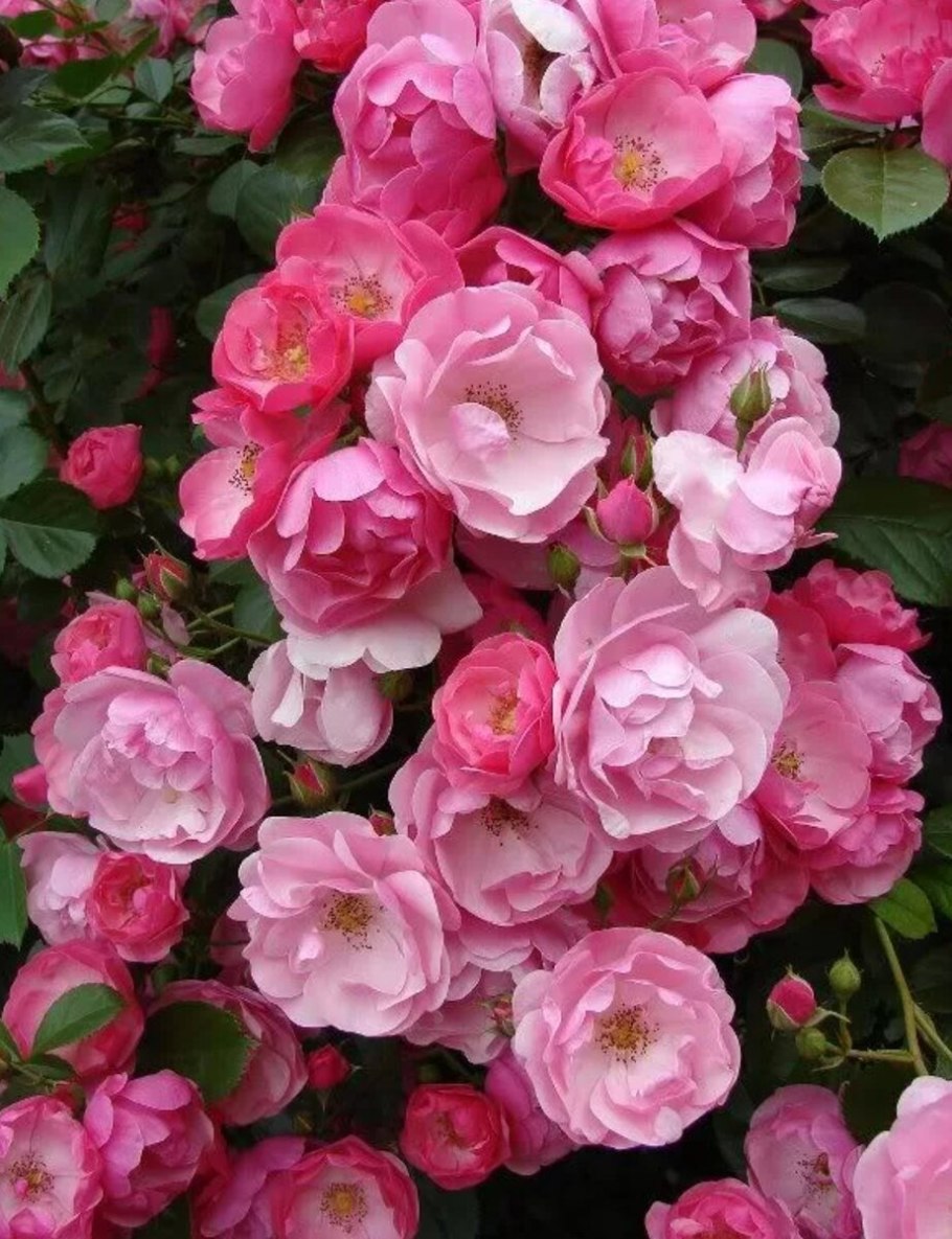 Флорибунда Анжела