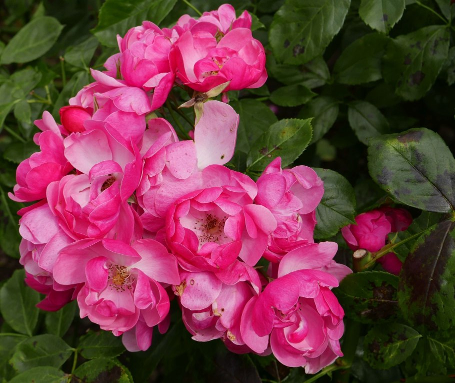 Роза флорибунда Анжела