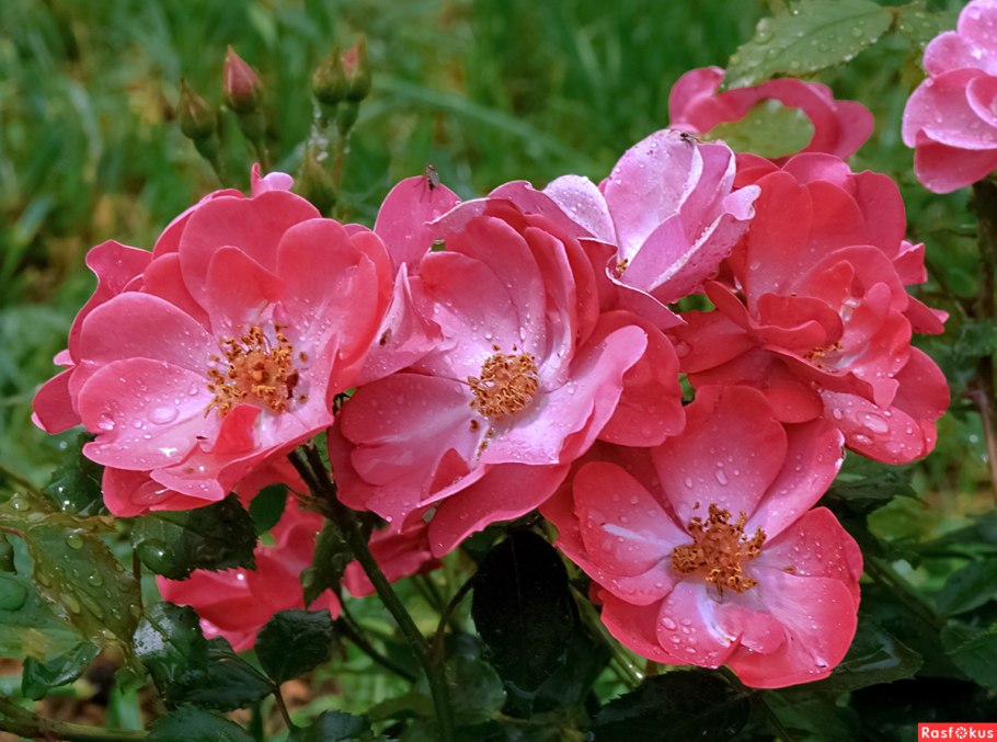 Роза флорибунда герцогиня Кристиана