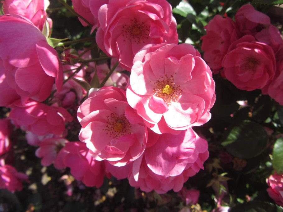 Роза флорибунда Angela