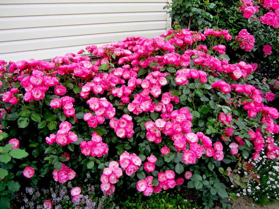 Роза флорибунда Анжела