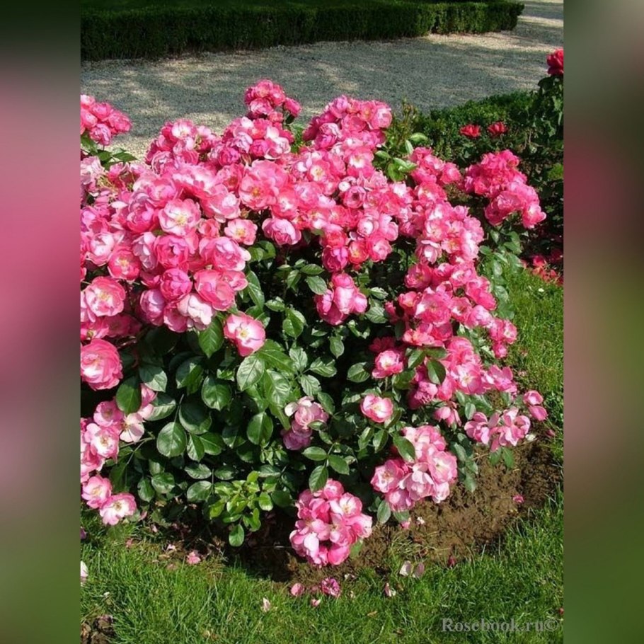 Роза Энджел Фоллс