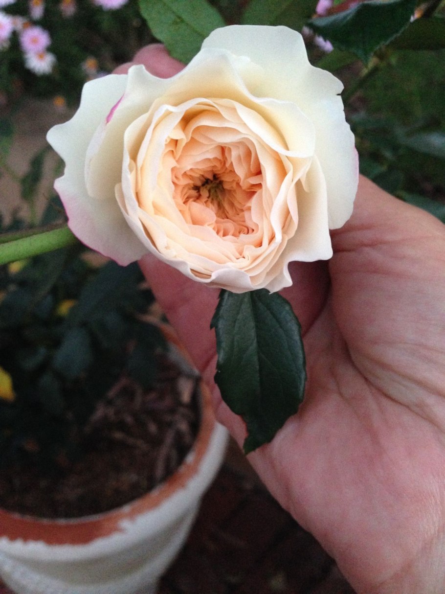 Флорибунда Энджел фейс