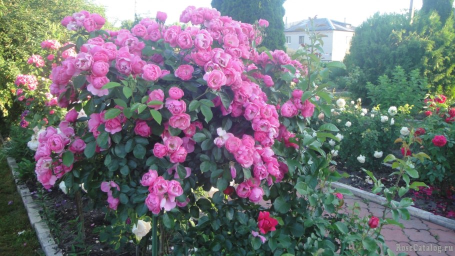 Полиантовая роза Крылья ангела