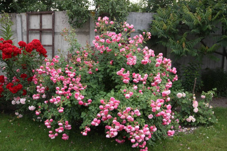 Пепитто роза