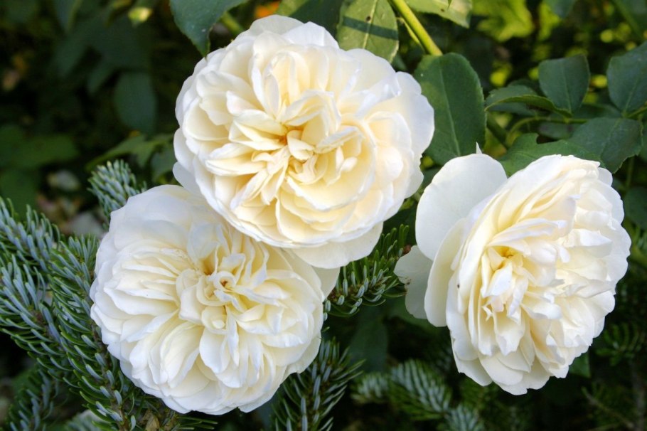 Роза Остина Личфилд Энджел