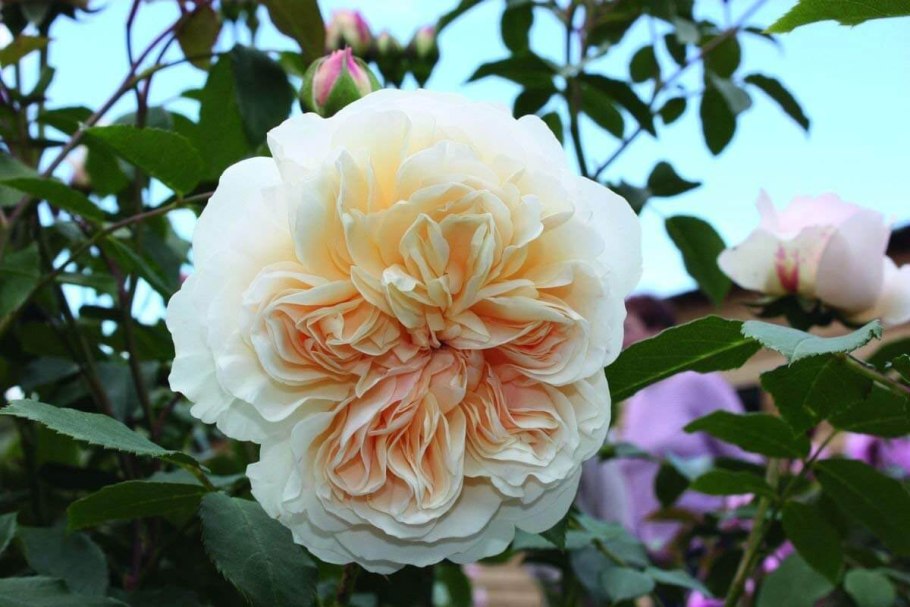 Роза флорибунда Анжела( ангела, Angela)