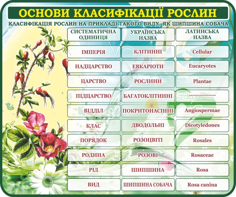 Плауновидные, Моховидные и Папоротниковидные