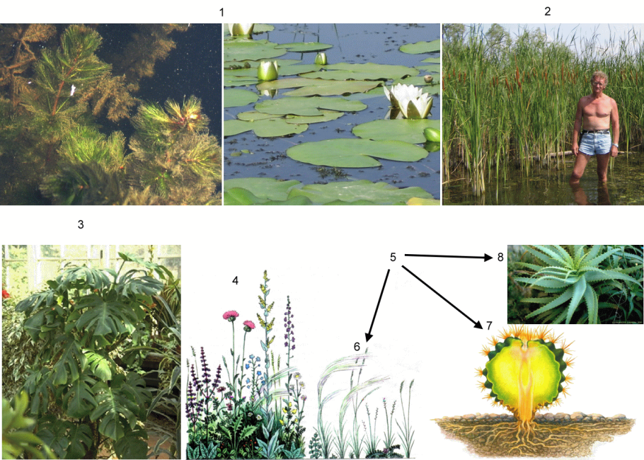 Систематика растений и животных