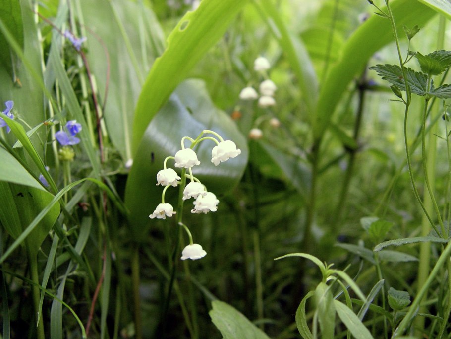 Ландыш майский convallaria majalis