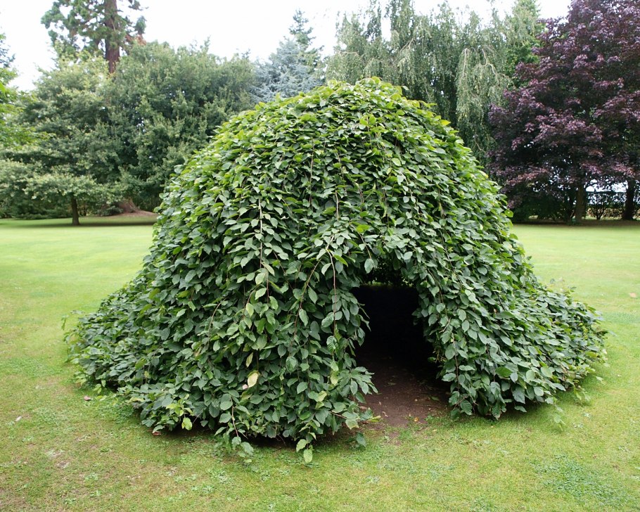 Граб дерево