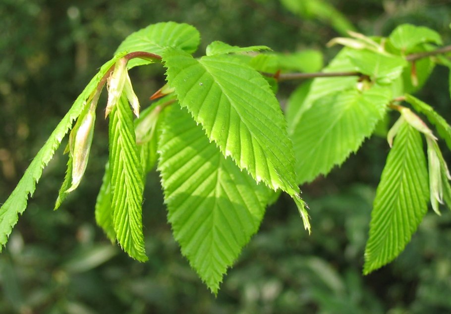 Граб обыкновенный Carpinus betulus