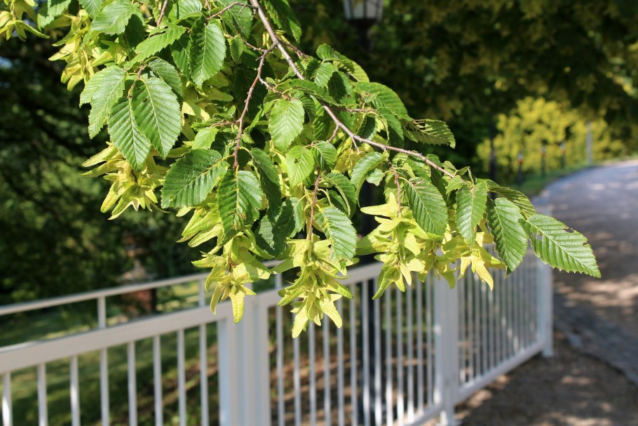 Граб кавказский Carpinus Caucasica