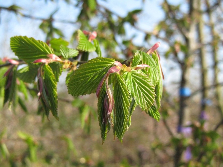 Carpinus betulus Lucas