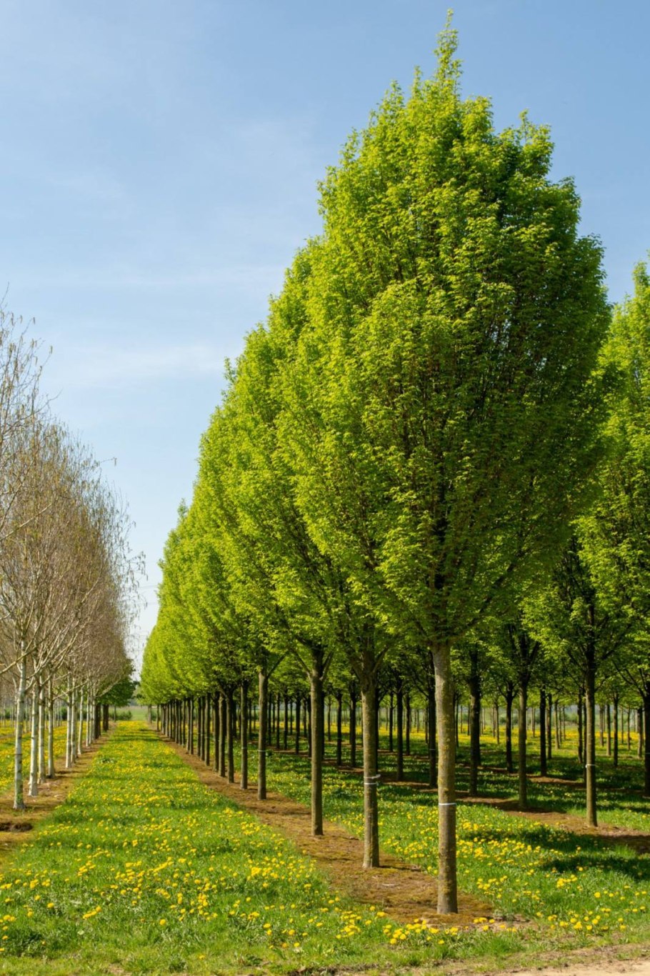 Дуб черешчатый Quercus Robur 'Fastigiata'