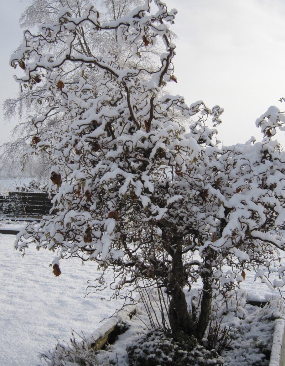 Лещина Конторта зимой