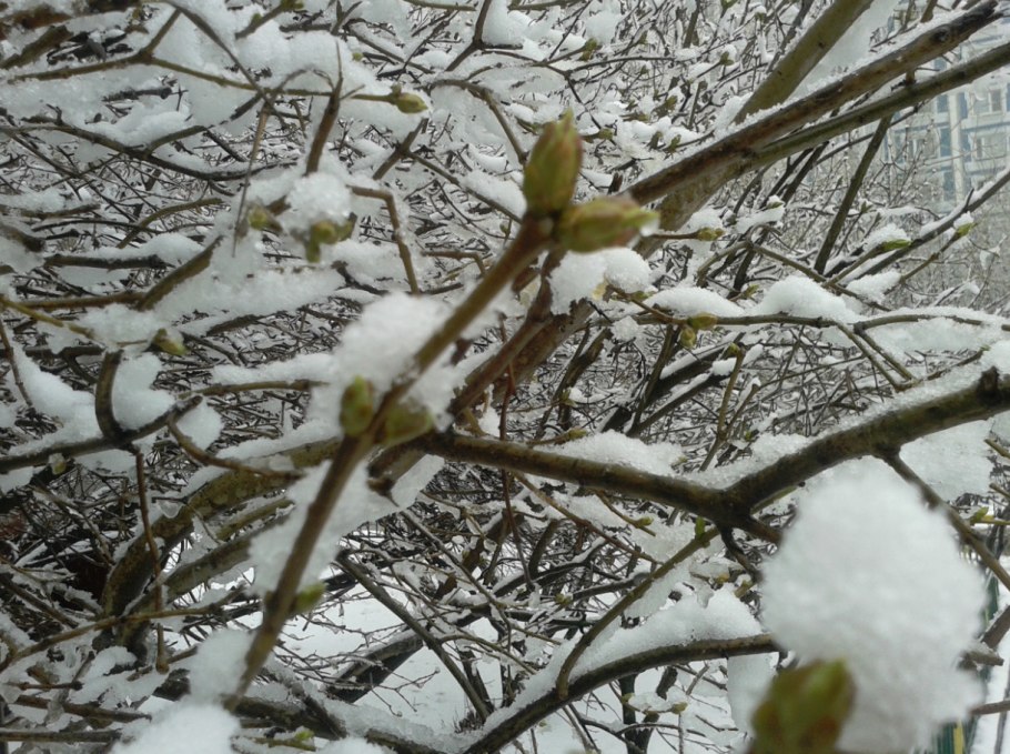 Весенние деревья в марте