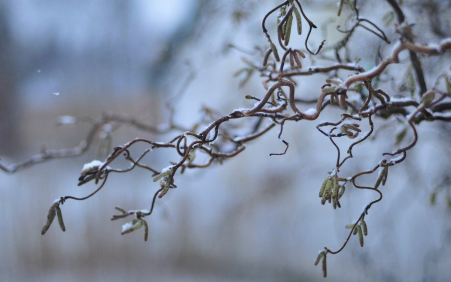 Лещина обыкновенная зимой