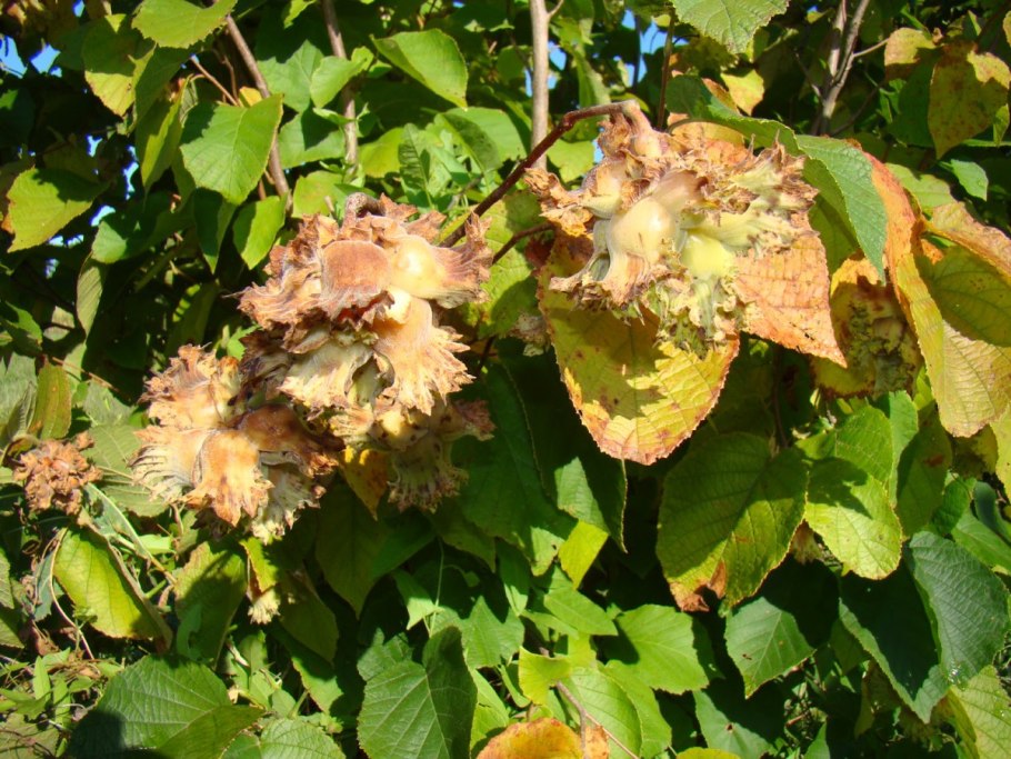 Самшит Живая изгородь зимой