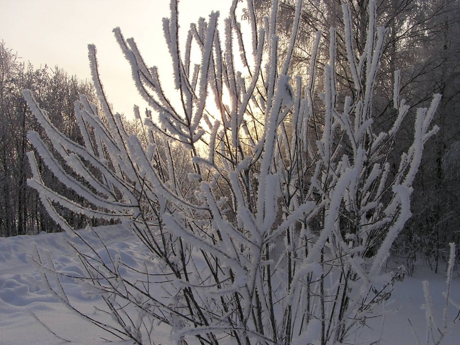 Кусты зимой