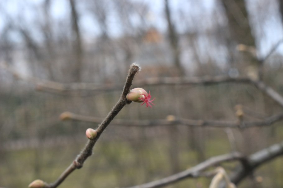 Corylus avellana 'Agnieszka'