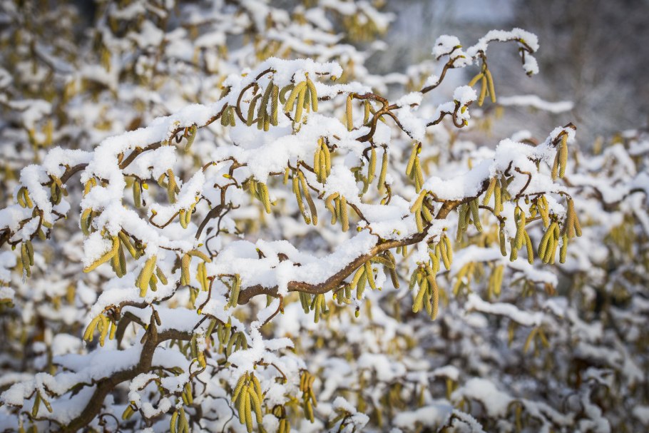 Ива Конторта