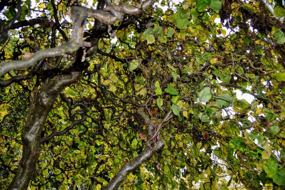 Корилус Авеллана ветки