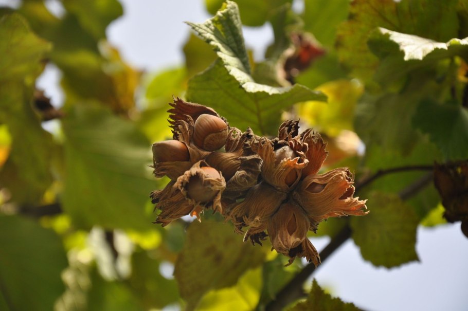 Лещина гибридная