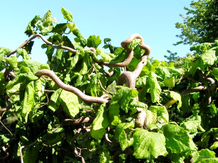 Лещина обыкновенная Конторта (Corylus avellana contorta)