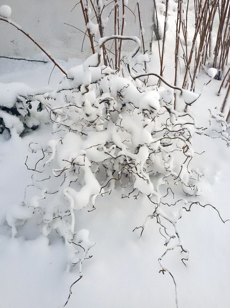 Лещина обыкновенная зимой