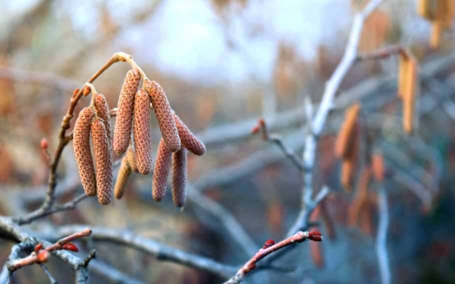 Лещина сережки весной
