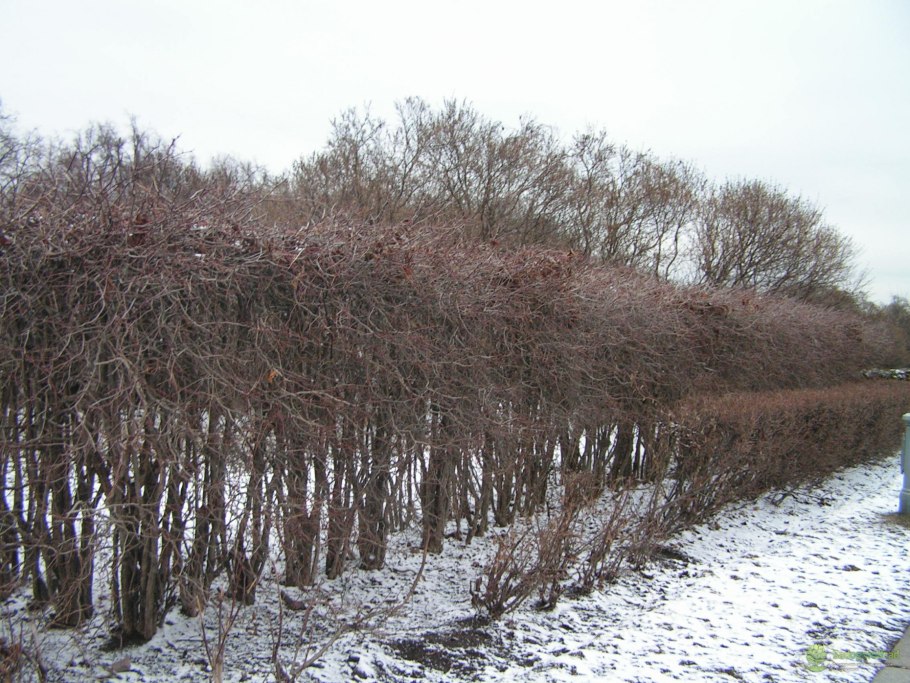 Ирга Живая изгородь