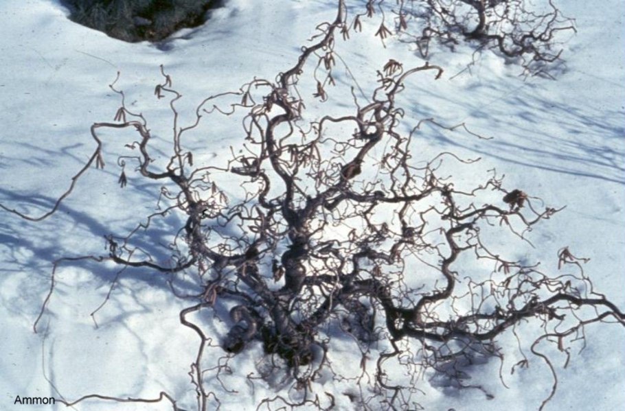 Лещина Corylus contorta зимой