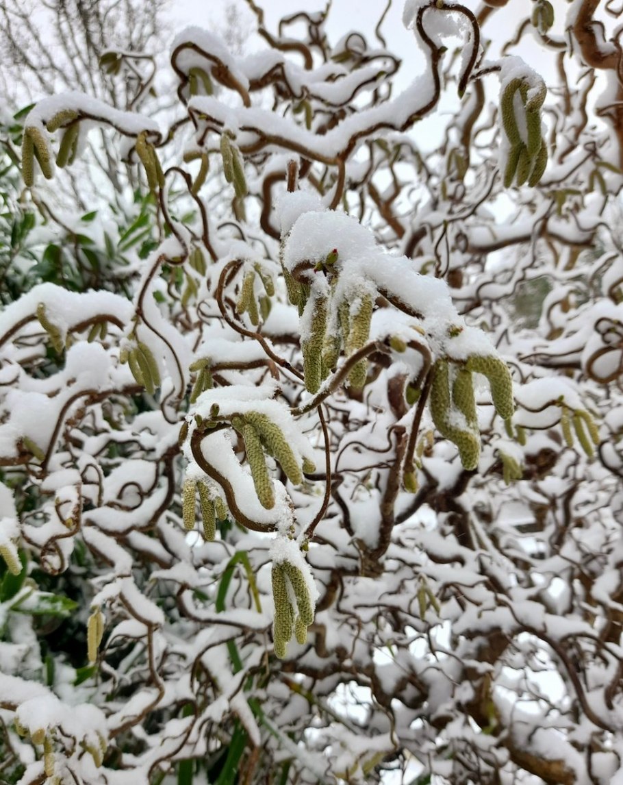 Лещина Конторта краснолистная