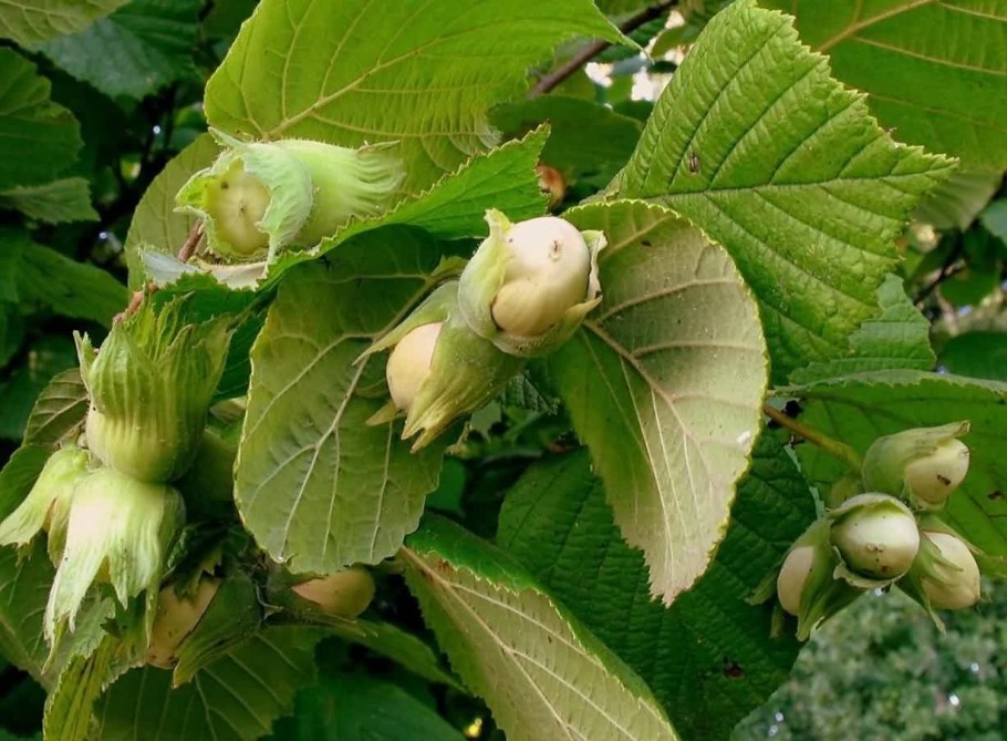 Пыльца орешника