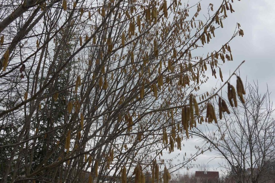 Орешник кустарник зимой